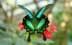 emeraldbutterfly's Avatar
