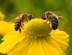 honeybees's Avatar