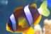 Shuiiz's Avatar