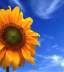Helianthus's Avatar