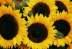 sun flower's Avatar